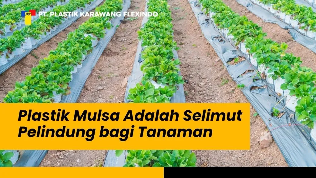 Plastik Mulsa Adalah Selimut Pelindung bagi Tanaman